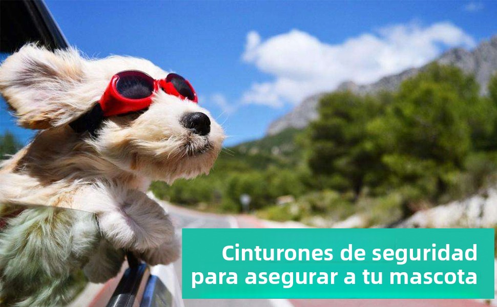 El texto dice «Cinturones de seguridad para asegurar a tu mascota». Varias imágenes que muestran el uso de cinturones de seguridad para perros en automóviles con fondos de paisajes montañosos.