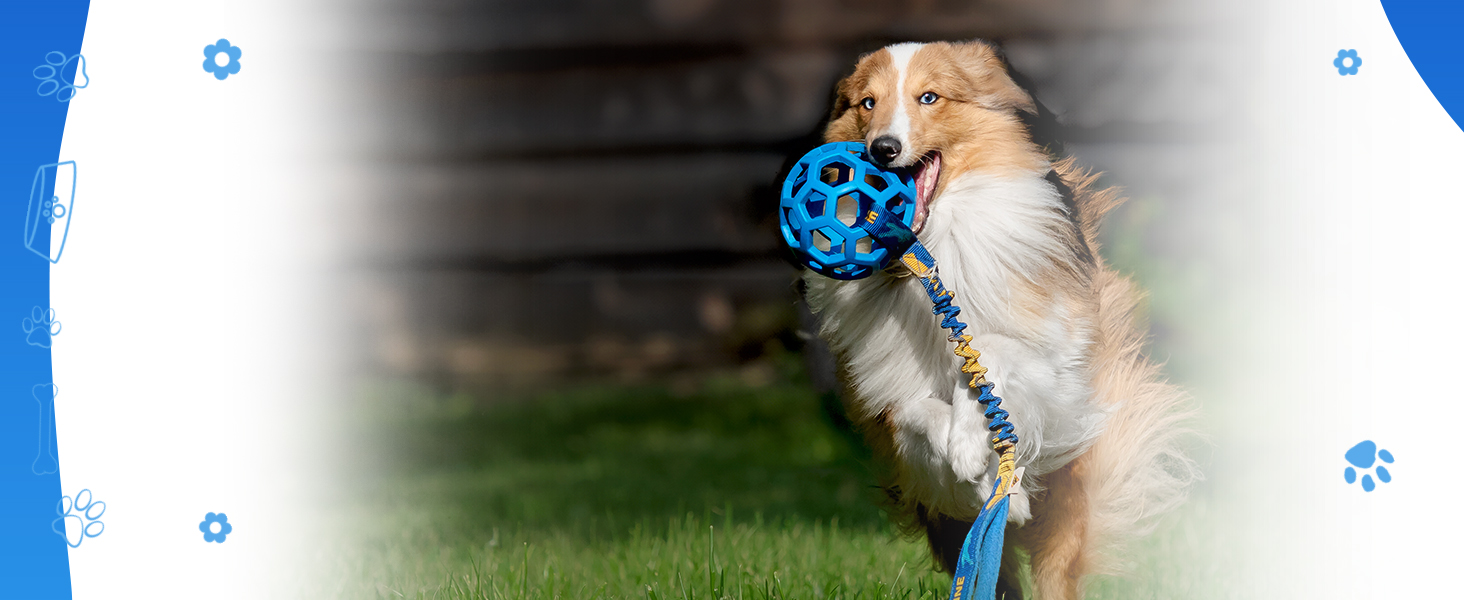 cough suppressant for dogs, cat cold