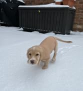 Small Dogs Jumpers Soft Fleece Vest Dog Sweatshirt, Puppy Kittens Winter Clothes Warm Jacket Coat...