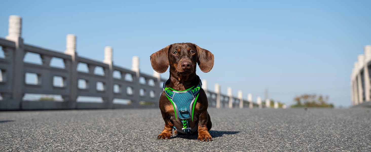 escape proof dog harness