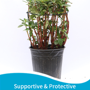 plant support detail