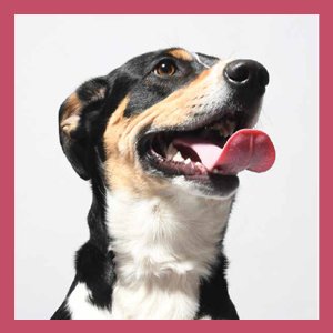 Photograph of dog Riley from Forever Home