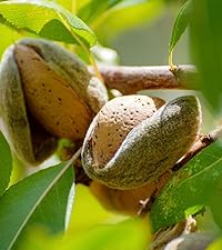 アーモンド 苗木 アーモンドの苗木【果樹苗 2年生 接木苗15cmポット／1個