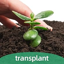 Transplant Seedlings