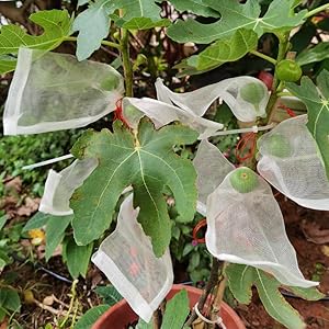 Fruit Protection Bags for Fruit Trees Fruit Netting Drawstring Garden Plant Protector
