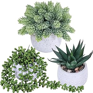  Assorted Small Potted Succulent Plants