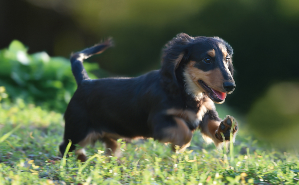 23年カレンダー かわいいミニチュア ダックスフンド 誠文堂新光社カレンダー 井川 俊彦 本 通販 Amazon