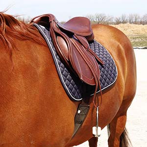 Image looking from the shoulder to the back of a horse wearing the saddle pad and a saddle
