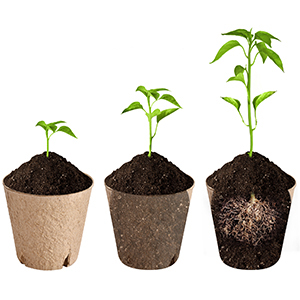 peat pots