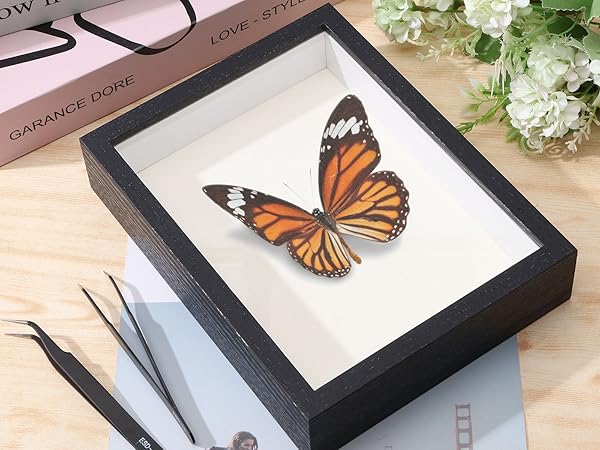 Amazon.com: GLOBLELAND 300 PCS Insect Specimen Pins