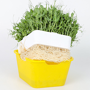 Seed Sprouter Tray with Cover