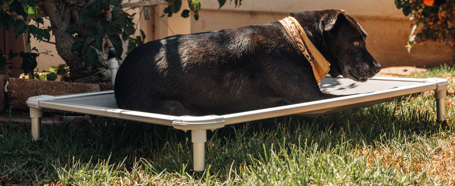 elevated dog bed raised dog cot