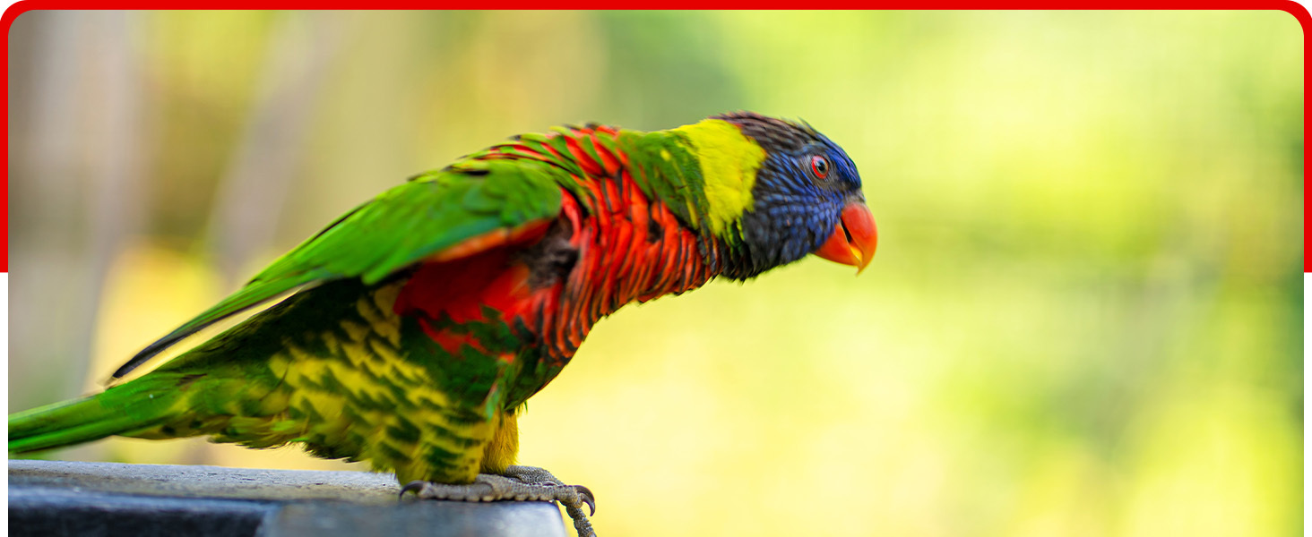 bird vitamins and supplements bird for cardinals finches high protein