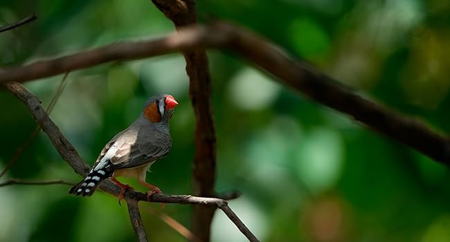 Real time eye autofocus