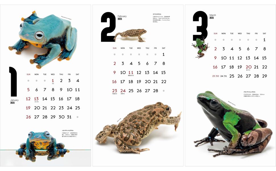 カレンダー2025 FROGS!（月めくり/壁掛け） (ヤマケイカレンダー2025