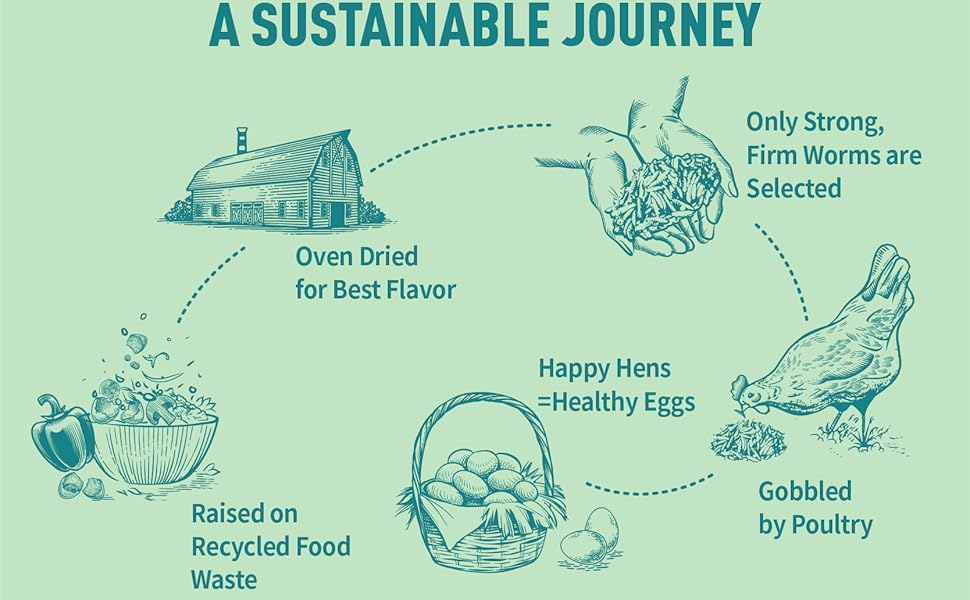 brief introduction of BSFL&amp;#39;s life circle