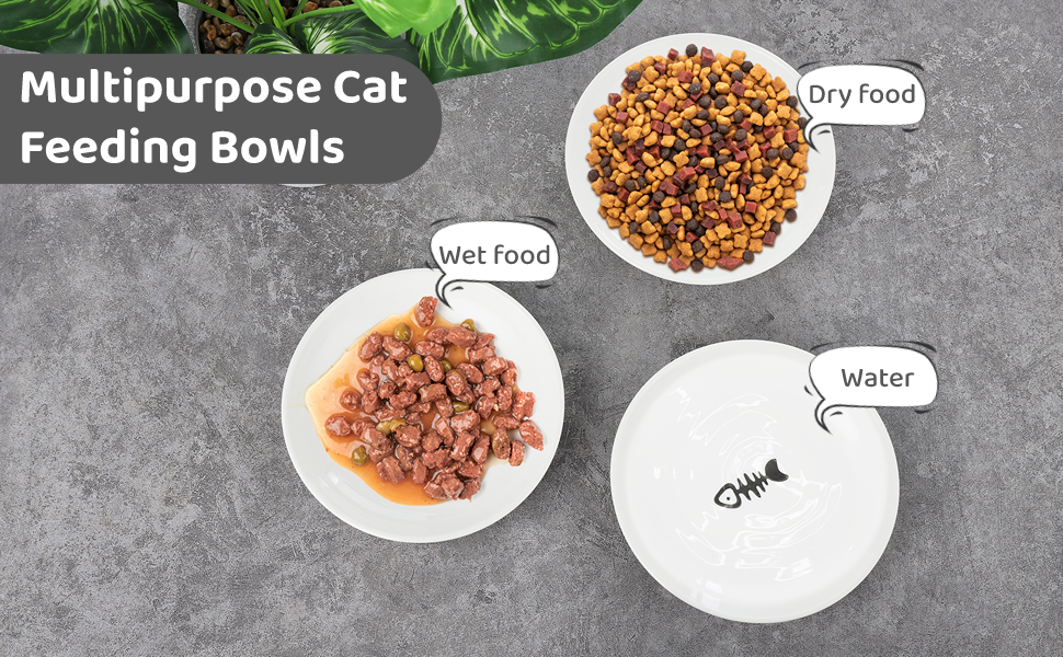 cat dish