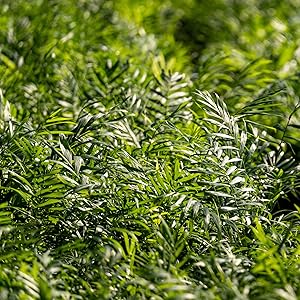 chamaedorea palma della fortuna