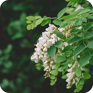 support zesty treats allergy plan stomach relief supplements medicine canine  food puppy para perros