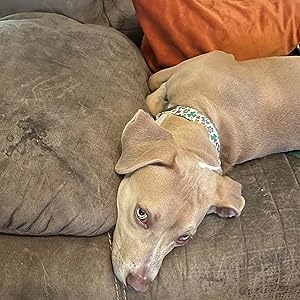 green dog collar