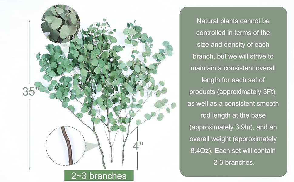 35'' Tall Silver Dollar Eucalyptus Stems, Christmas Tree