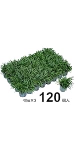 たまりゅう  Amazon.co.jp: タマリュウ【ポット】20個「タマリュウ専門店