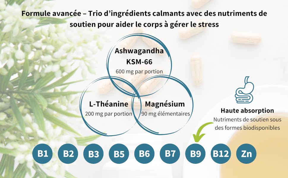 Schéma des ingrédients du supplément montrant l'ashwagandha, la L-théanine et le magnésium avec une composition en vitamines, notamment de la vitamine B1-B12 et du