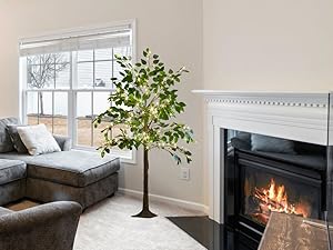 ficus silk tree