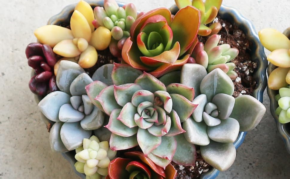 Amazon.co.jp: 多肉植物 寄せ植え ハート鉢【鉢色：ブルー/寄せ