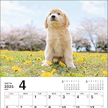 Amazon.co.jp: こいぬのきもちカレンダー2025（月めくり・壁掛け