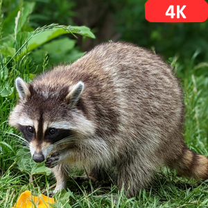 4K