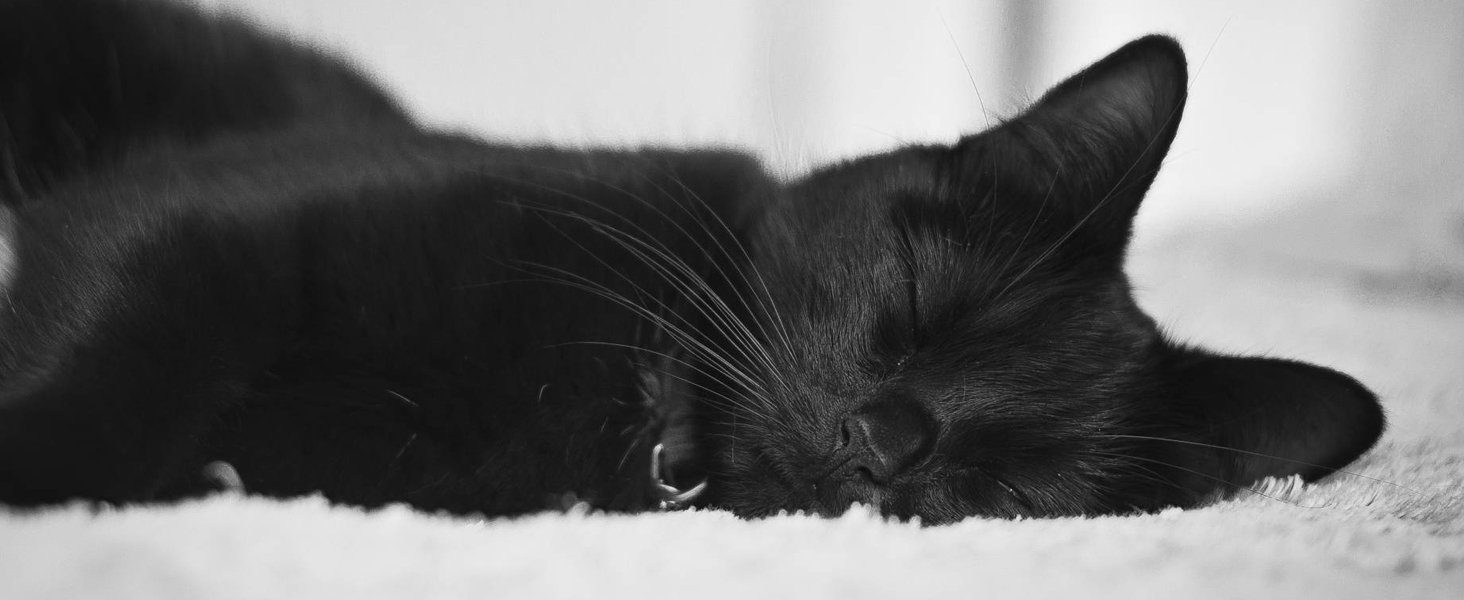 Decor for Cat Lovers