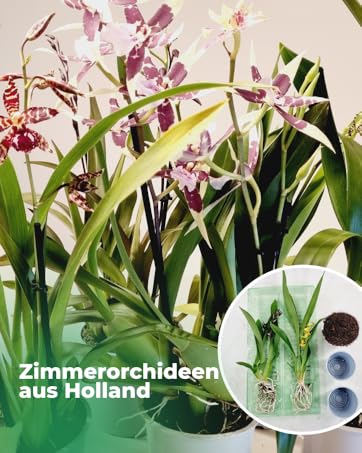 getopfte Zimmerorchideen aus Holland