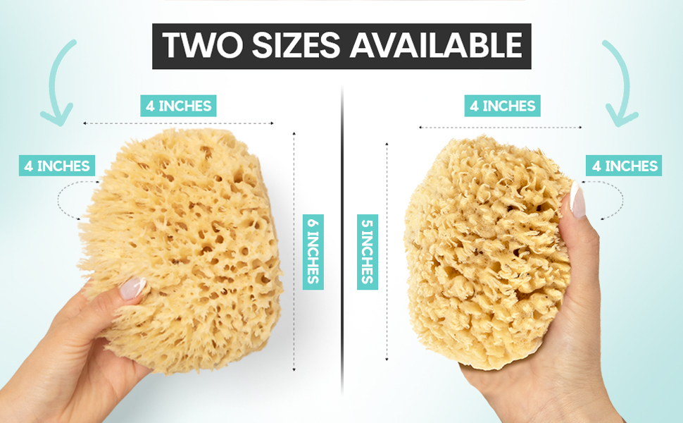 XFO Sea Sponge, Natural Sea Wool Sponge (Large 6in) All