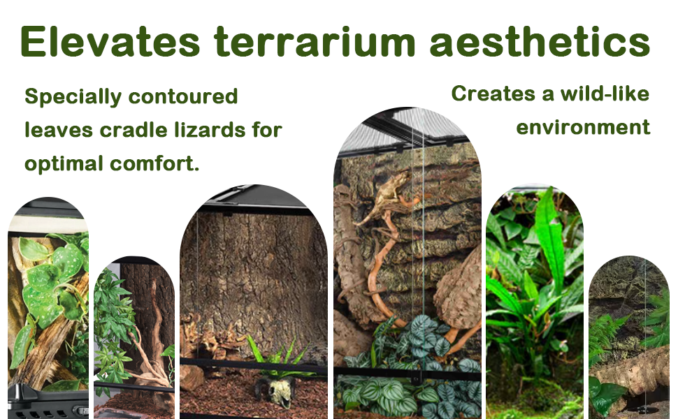 Elevates terrarium aesthetics