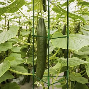 tomato cage,garden trellis