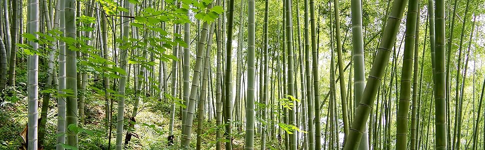 bamboo forest galaxy green