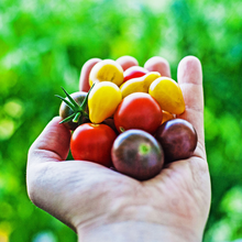 Someone holding an assortment of brightly coloured tiny tomatoes