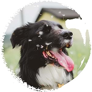 hypoallergener hund