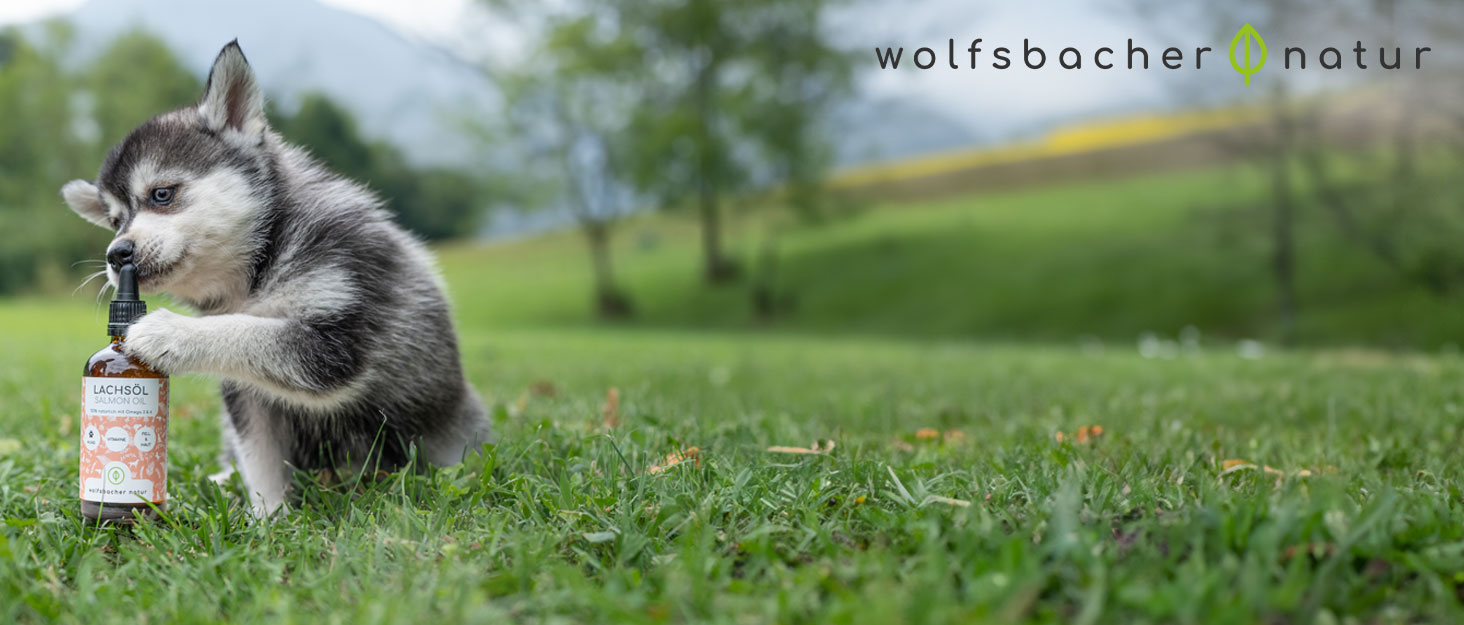 Ein Husky-Hund auf einer Wiese mit Bergen im Hintergrund, der mit einer Produktflasche interagiert. Oben rechts ist das Wolfsbacher natur-Branding sichtbar.