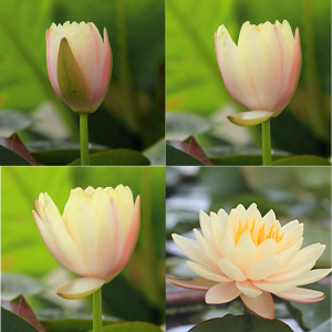 wireless outdoor security camera