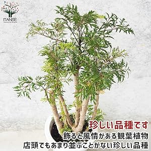 タイワンモミジ。常緑樹 。観葉植物 。鉢ごと無料で発送致します。 タイワンモミジ。観葉植物 鉢ごと無料で発送致します。 - メルカリ