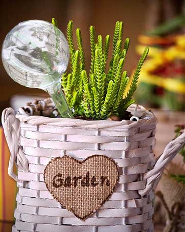 Plant Flower Self Watering Aqua Globes