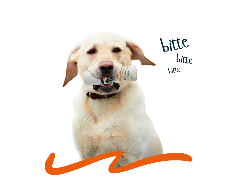 nimo Hunde Pflegestift