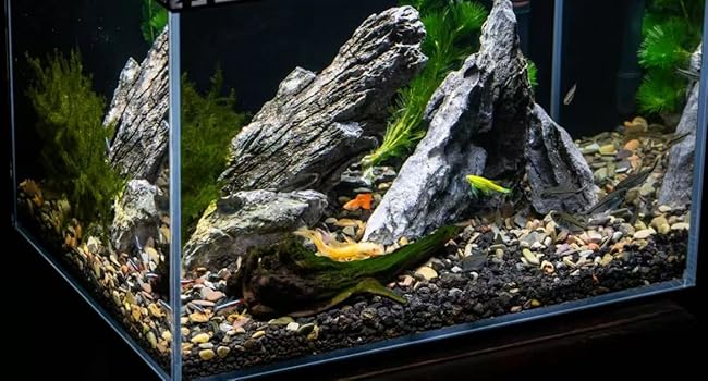 aquascaping rock