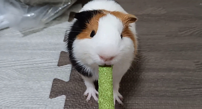 Timothy Hay Stick for Guinea Pig Toy Bunny Chew Toys for Teeth Grinding Hamster Alfalfa Bite Treat