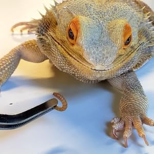 bearded dragon eating mealworm