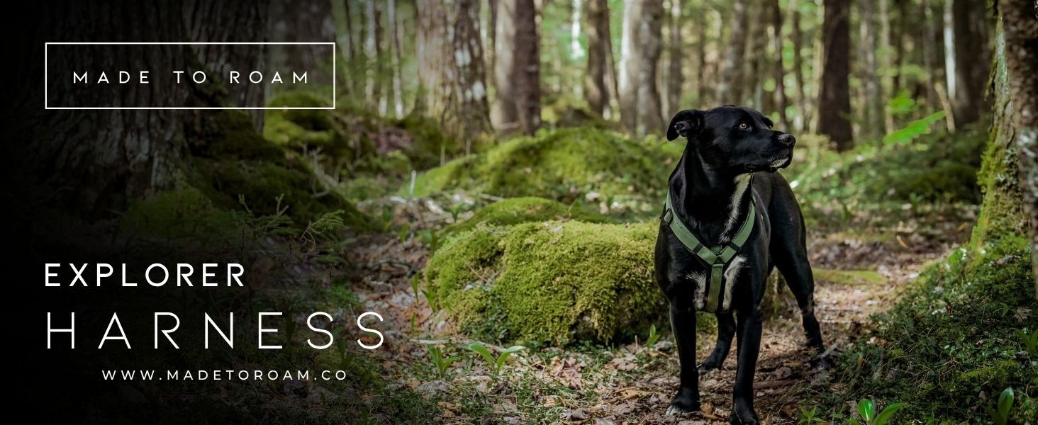 Made To Roam Explorer Harness Y-Shaped Oregon Haze