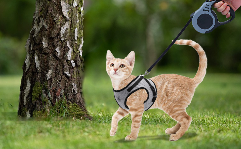 with Leads Night Reflector for Walking