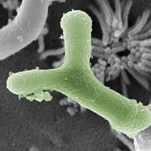 Small manufacture image 1